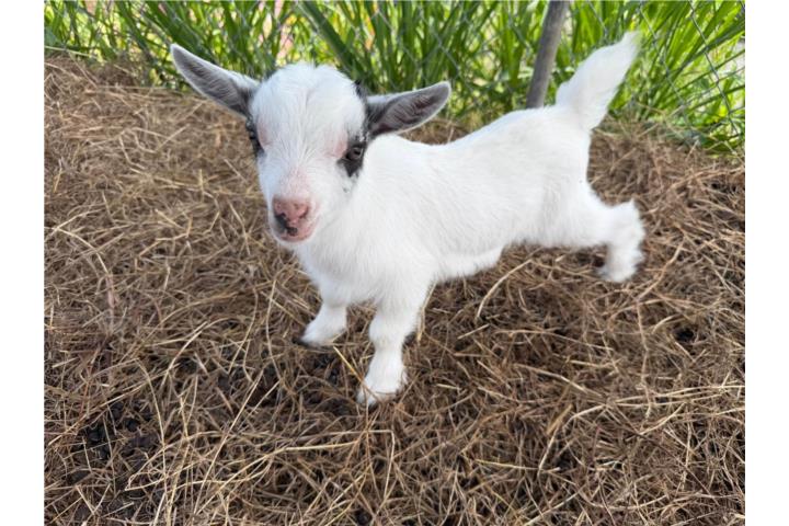 CABRITO ENANO  Puerto Rico