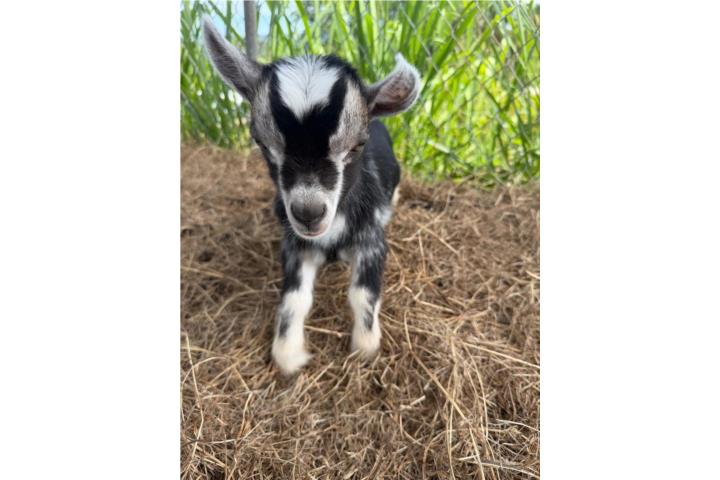 CABRITO ENANO  Puerto Rico