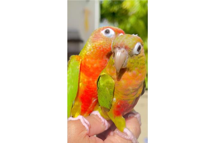 Green cheek Puerto Rico