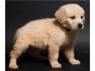 Puerto Rico Golden Retrievers Puros, Perros Gatos y Caballos