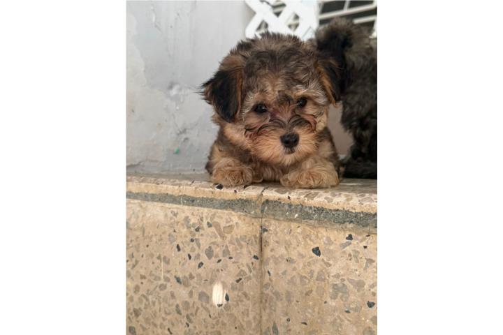Hermosa yorkiepoo Puerto Rico