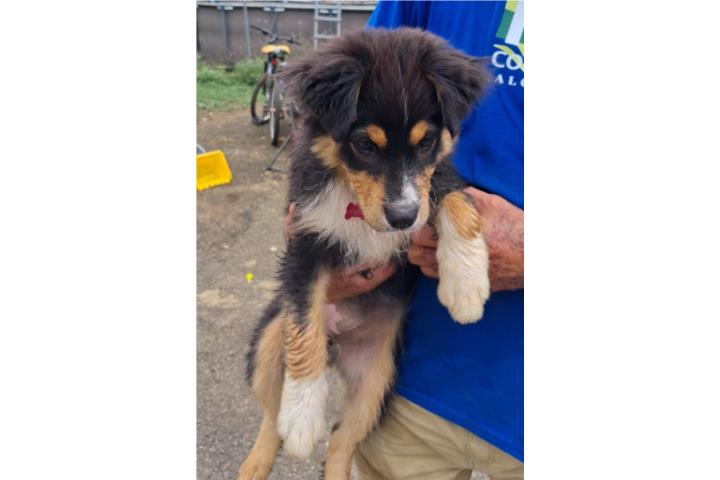 Australian shepherd  Puerto Rico