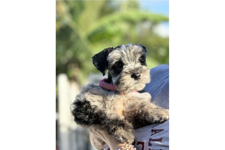 Schnauzer hembra merle  Puerto Rico