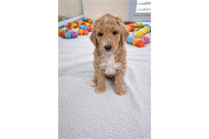 Bernedoodles  Puerto Rico
