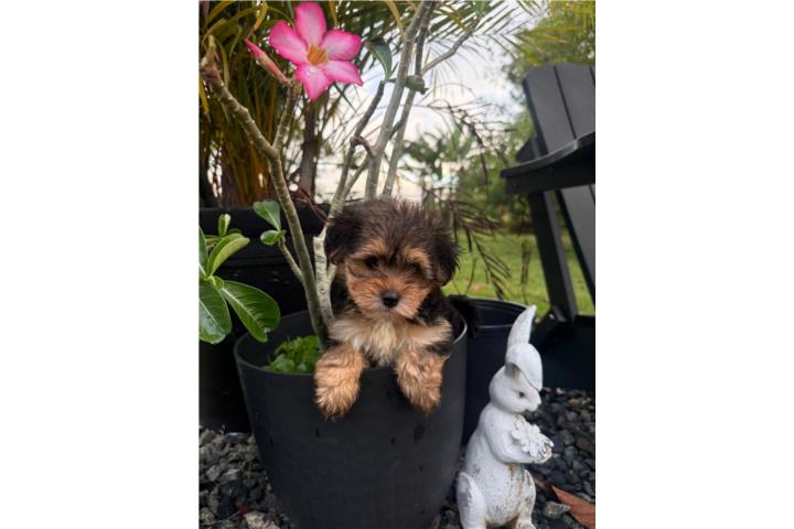 Morkie hembra Puerto Rico