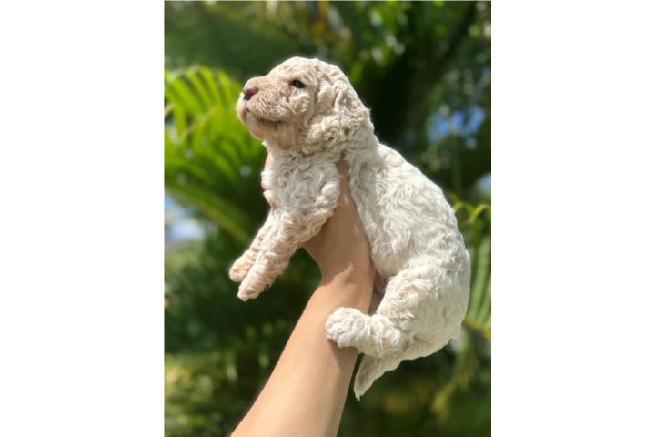 Goldendoodle  Puerto Rico