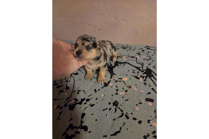 Chihuahua merle hembra Puerto Rico