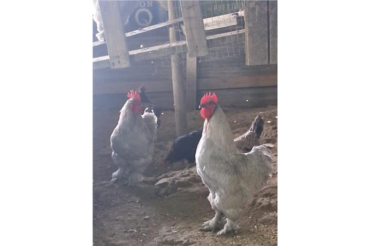 Se cambian gallos Puerto Rico
