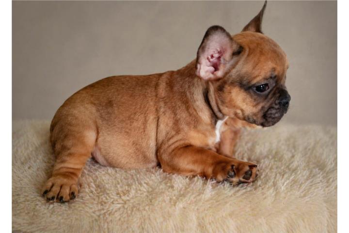 French bulldog  Puerto Rico