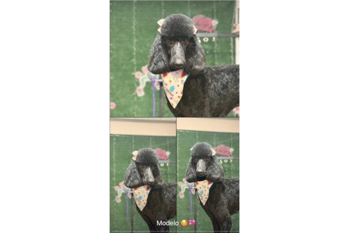 Poodle standard Puerto Rico