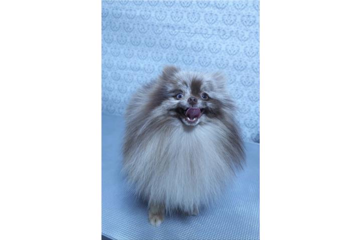 Pomeranian Puerto Rico