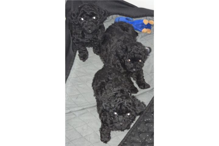 TOY POODLE NEGROS Puerto Rico