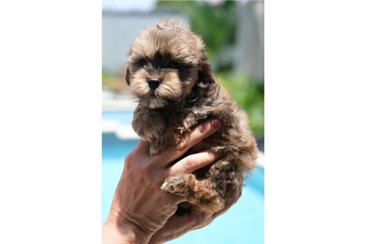 Minidoodle Puerto Rico