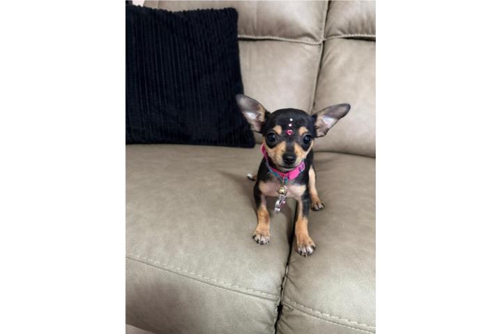 Chihuahua con todas sus vacunas 400 henbra Puerto Rico