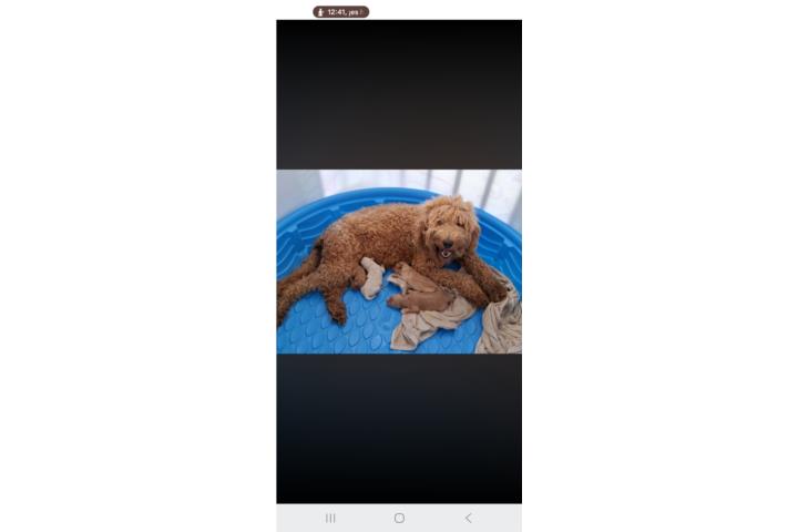 Puppies Golden Doodle(Guanica) Puerto Rico