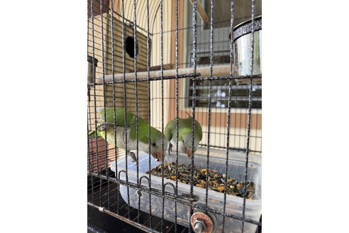 Quaker Cotorra pareja Puerto Rico