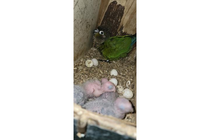 GREENCHECK BEBES HAND FEEDING  Puerto Rico
