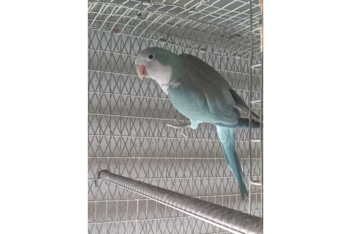 Quaker azul macho ADN Puerto Rico