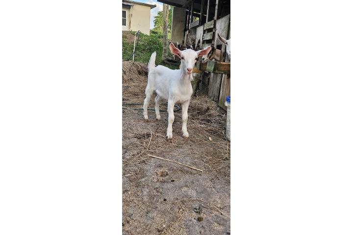 Pinchoncita sannen de 3 meses Puerto Rico