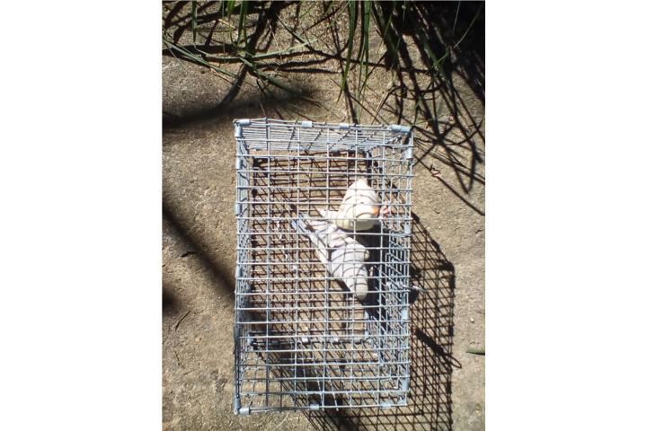 PAREJA DE LOVEBIRDS ROSEICOLLIS FALLOW JOVEN Puerto Rico