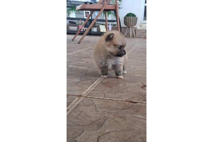 Pomerania nena toy  Puerto Rico