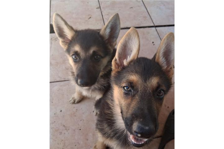 German Shepherd Puerto Rico