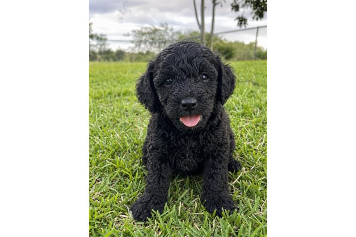 Poodle Puerto Rico
