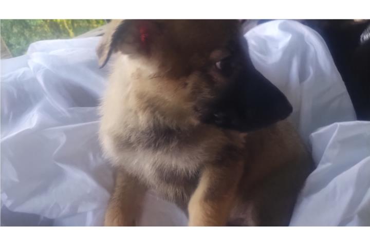 German sheperds  Puerto Rico