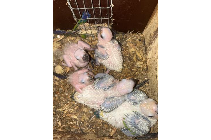 Cotorra janday hand feed Puerto Rico