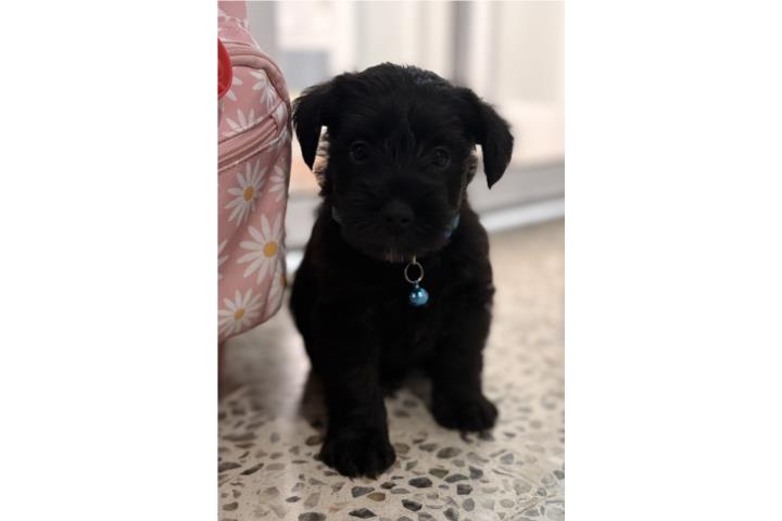 Schnauzer  Puerto Rico