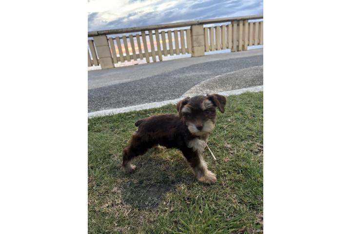 Mini Schnauzer chocolate  Puerto Rico