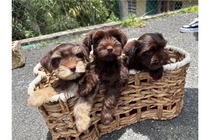 Schnauzer Hermosas color chocolates  Puerto Rico