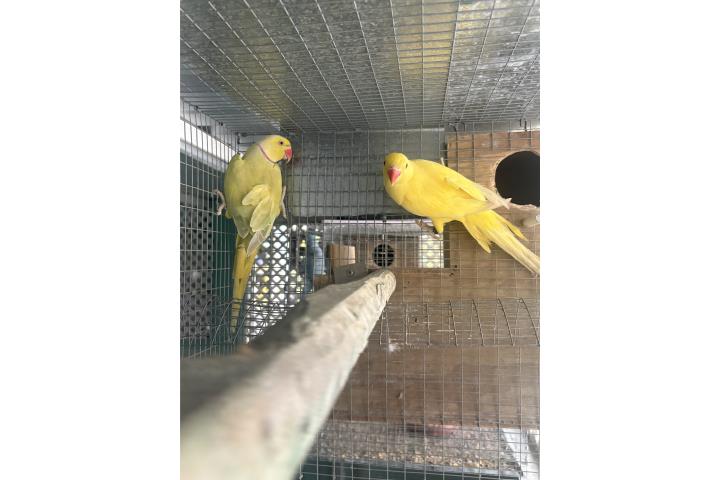 Pareja ringneck  Puerto Rico