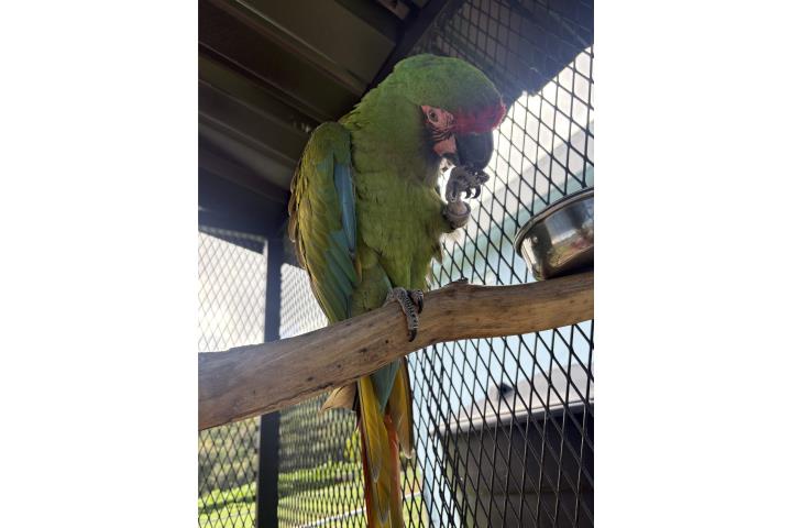 Guacamayo Militar Puerto Rico