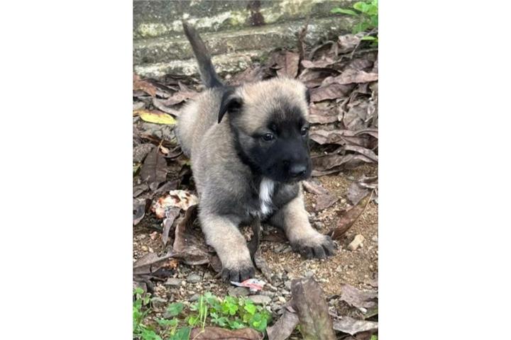Pastor Belga malinois Puerto Rico