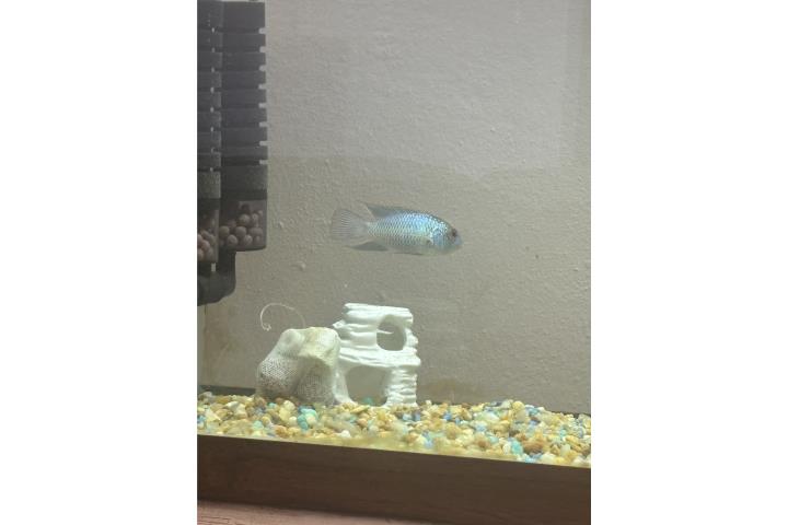 Pez electric Blue  Puerto Rico