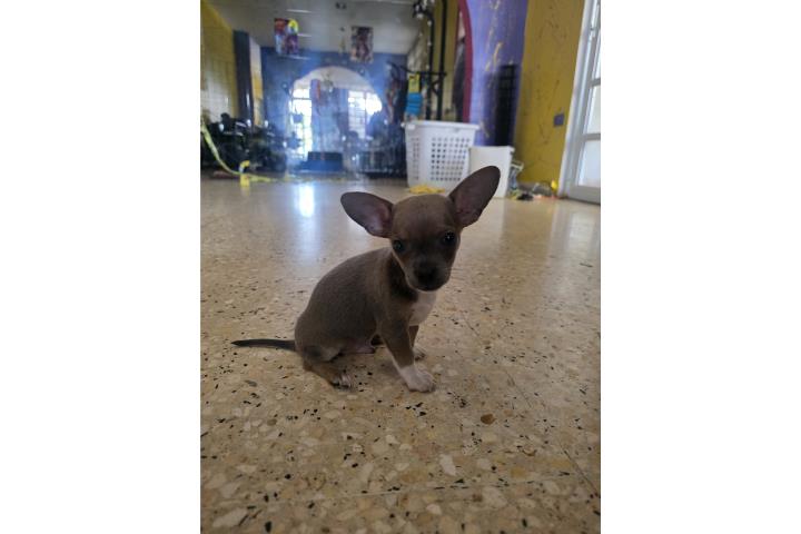 Chihuahua blue  Puerto Rico