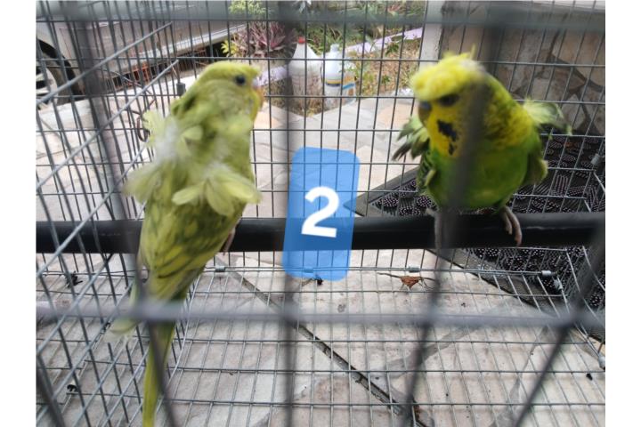 Pareja pericos rizados Puerto Rico