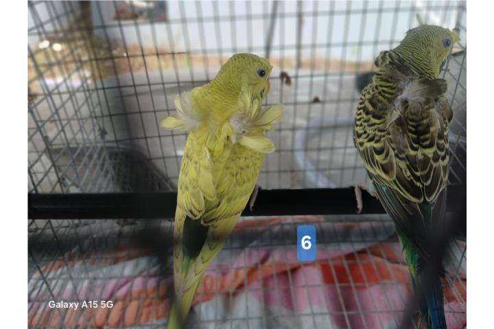 Pericos moñuses rizados Puerto Rico