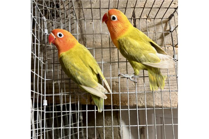 Parejas de lovebrid anillados jovenes  Puerto Rico