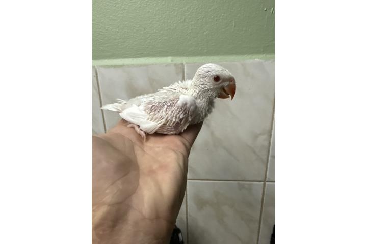 Ringneck blanco   Puerto Rico