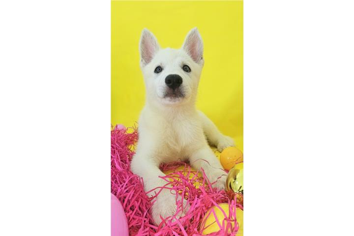 Siberian Husky Mix con German Shepherd  Puerto Rico