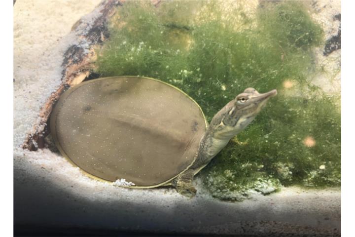 Tortugas caparazón blando  Puerto Rico