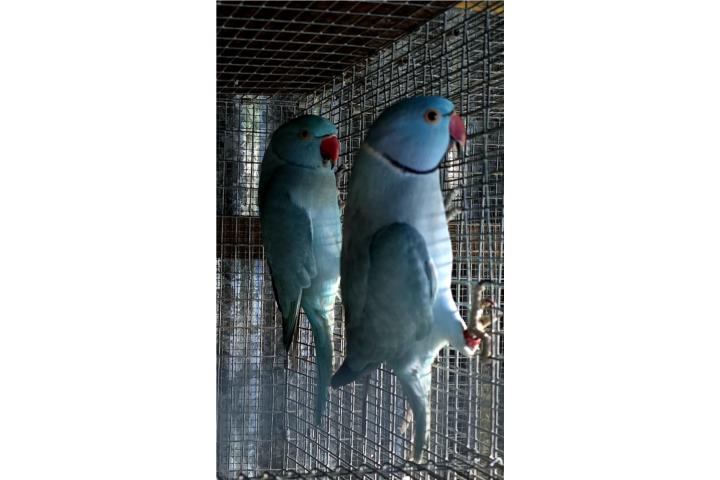 PAREJA DE RINGNECKS AZULES 2 AÑOS Puerto Rico