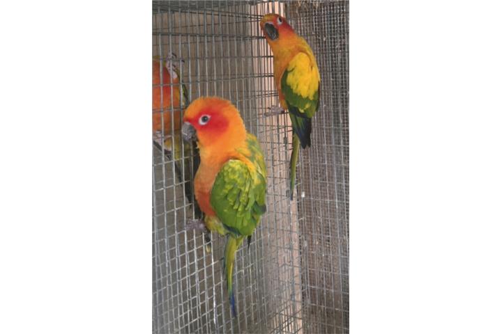PAREJA DE SUN CONURE  ADULTAS Puerto Rico