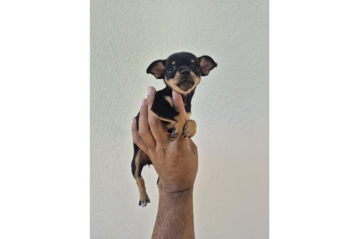 Chihuahua hembra Puerto Rico