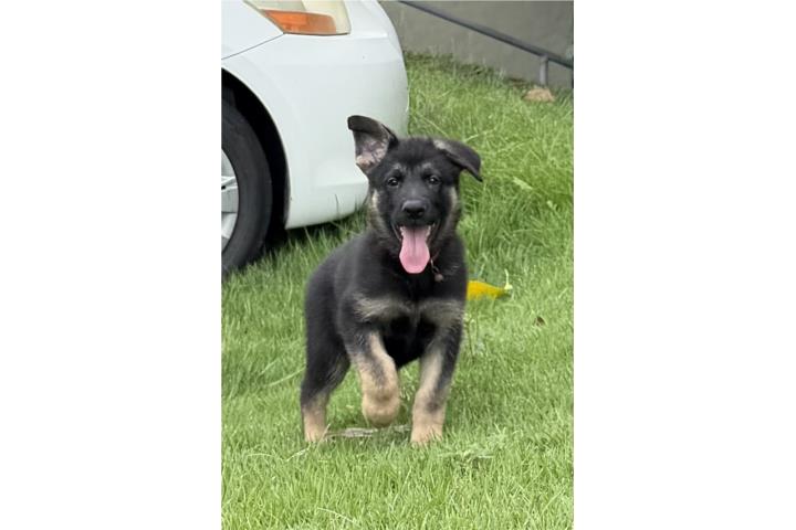 German Shepherd AKC Macho Puerto Rico