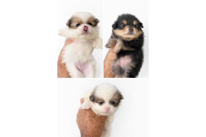 HERMOSOS POMERANIAN TOY Puerto Rico