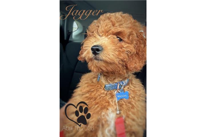 Goldendoodle Puerto Rico