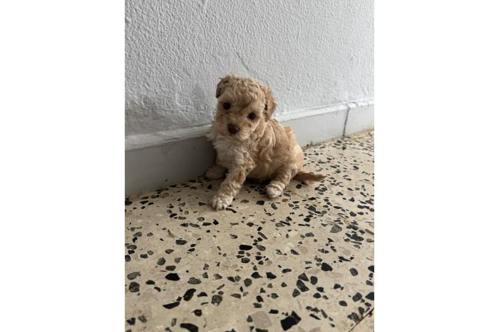 Hermosa Nena Toy Poodle Puerto Rico